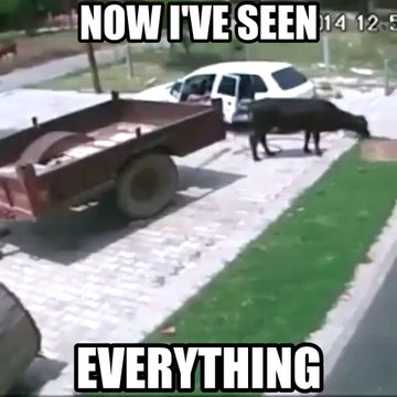 Ces gars volent une vache en l'embarquant à l'arrière d'une voiture... WTF