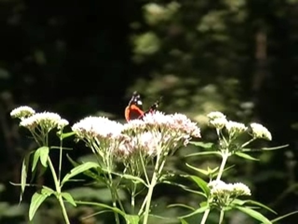 Baie de Somme Picardie Intro