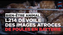L214 dévoile des images atroces d'un élevage de poules en batterie