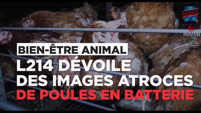 L214 dévoile des images atroces d'un élevage de poules en batterie