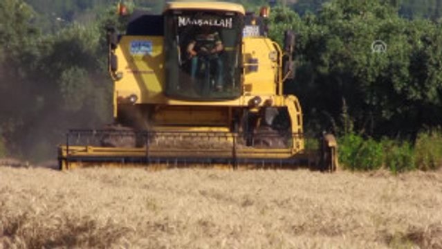 Çukurova'da Buğday Hasadı Başladı