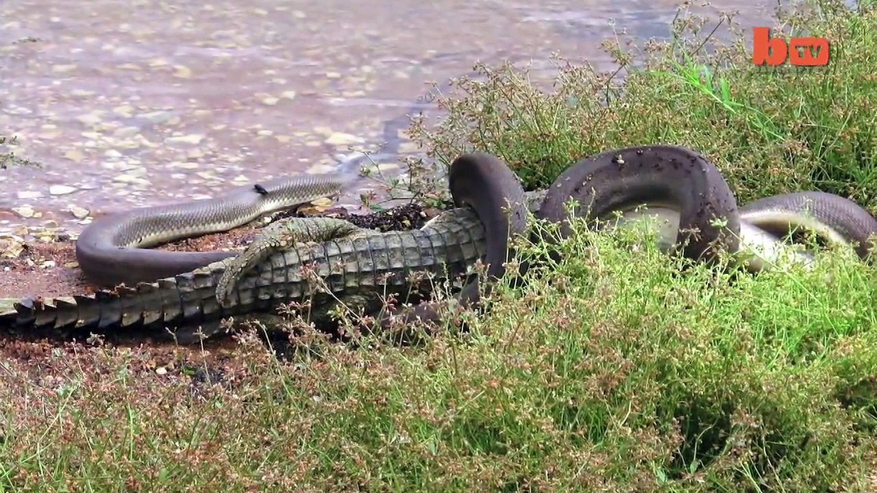 Vidéo- Mortal Kombat : Un serpent de 3 mètres avale un crocodile géant