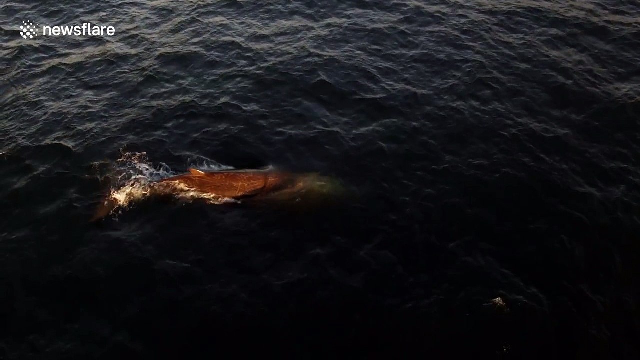 Drone films rarely seen Baird's beaked whales
