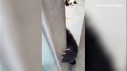 bear UNably cute panda squeezes through door to
