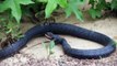 Snake Regurgitates Live Snake - YouTube[via torchbrowser.com]