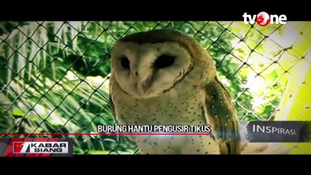 Inspirasi: Burung Hantu Pengusir Tikus