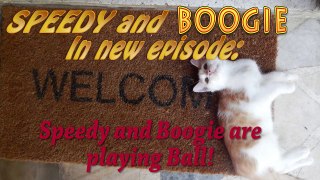 New Top Funny cat and dog Video Speedy and Boogie playing ball episode 11