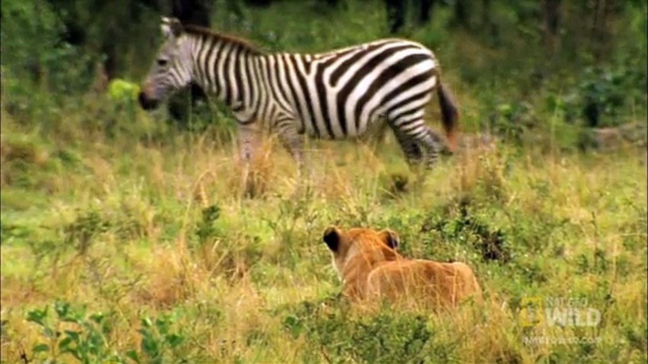 World of Survival**Baddest-King-Lion-Vs-Zebra** Who will win?
