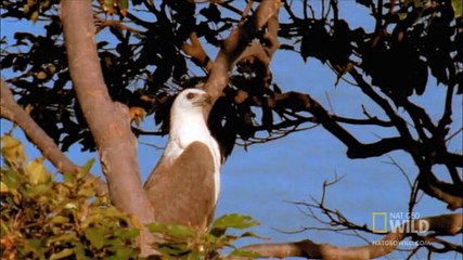 World of Survival**-Eagle-vs-Eagle**Must-See-Action-Baddest-2017