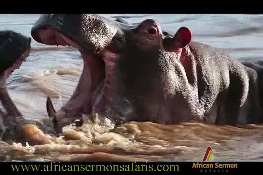 Kenya safari - Wildebeest migration in Masai Mara