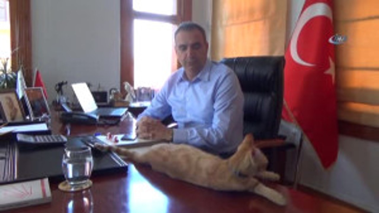 Sokak Kedisi, Makam Kedisi Oldu