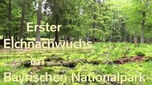 Erste Elchkälber im Bayrischen Nationalpark- first elkcalves in the Bavarian Nationalpark-8Uaf