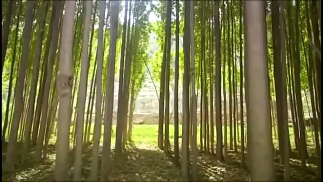 Grup Alzaymır - Beni Unutma