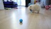 Testing Out Weird Dog Gadgets With NEW PUPPY!-EJZwMyd2mAg