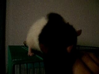 Vidéo de mes ratounes toilette d'Olga par Rosie