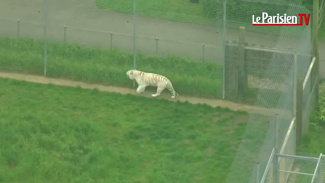 Zoo Hamerton : une gardienne se fait tuer par u...