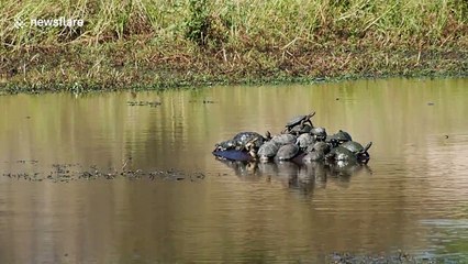 Turtles hitch a ride on the back of a hippo