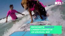 This surfing dog helps veterans and children h