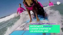 This surfing dog helps veterans and