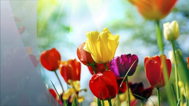 Frank's Landscaping - (513) 546-0555