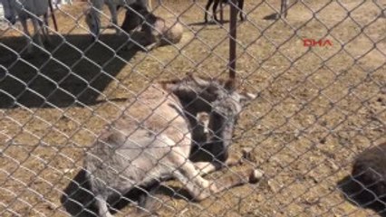 Adana'da 1 Haftada Kesilmek Üzere 29 At, 3 Eşek Ele Geçirildi