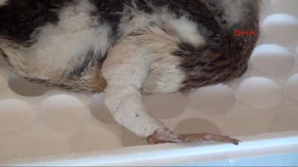 Adıyaman Ayağı Kırılan Yavru Kaz Tedavi Edildi