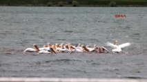 Ardahan Çıldır Gölü Pelikan Akınına Uğradı