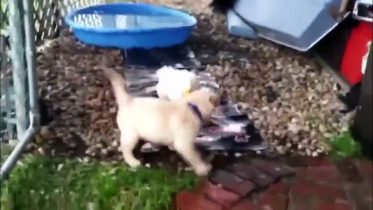 chien amour canard