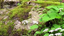 Beautiful wildlife in the Bavarian Forest  - Die Tierwelt im Bayrischen W