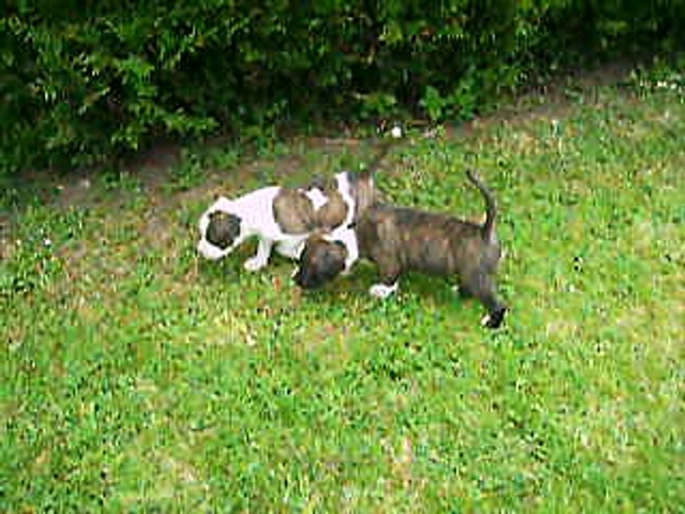 Les 6  femelles disponibles à la réservation , vidéo du 30.05.17.