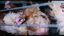 Maltraitance animale : les images chocs du nouveau scandale dans un élevage de poules