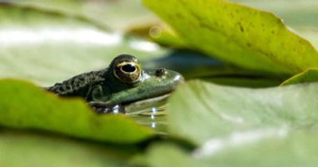 Kalbi Dışarıdan Görülen Kurbağa Bilim Dünyasını Şaşkına Çevirdi