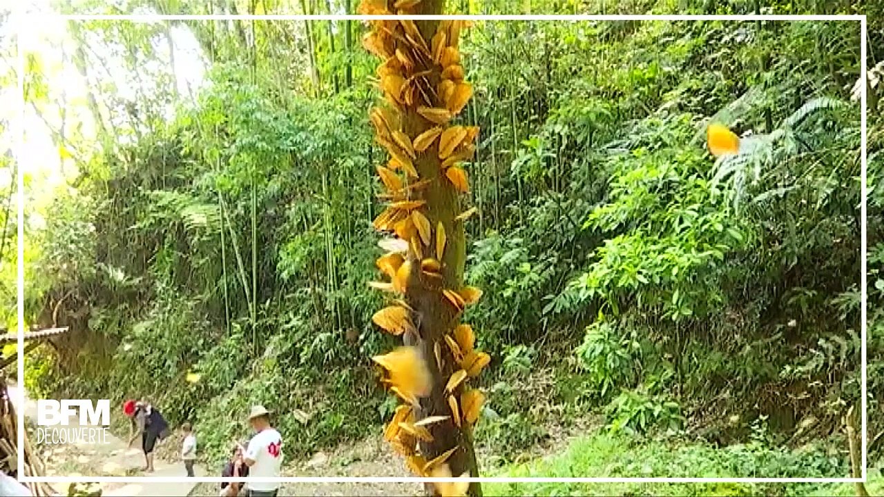 Des millions de papillons recouvrent les paysages du Yunnan