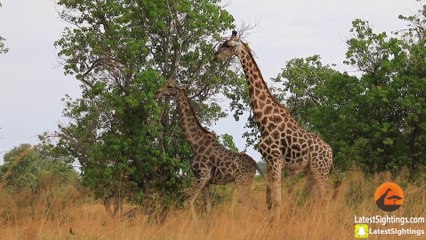 Giraffe Tries Hard to Mate With Female - Latest Sightings Pty Ltd