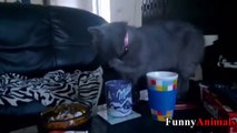 Funny Cats Stealing Food Compilation 2017 - Funniest Cat Videos Ever!