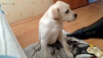 LABRADORS ARE AWESOME 2017   [Funny Pets]