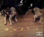 Dogs Speed Eating