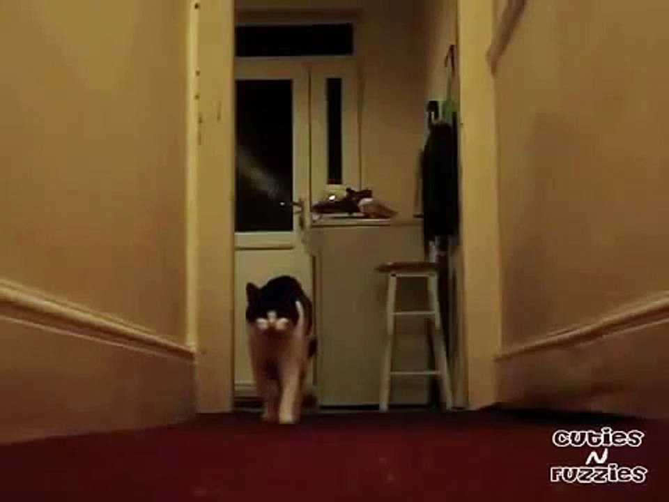 The Talking Cat