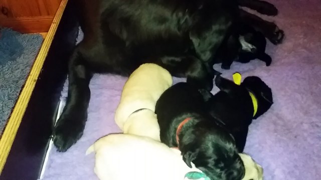 Chiots Labradors des Ganches de la Loire - 13 jours