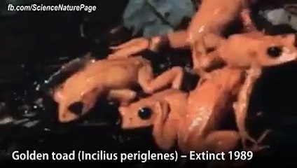 EXTINCTION ANIMALE | Images rares d'animaux disparus à jamais de notre planète