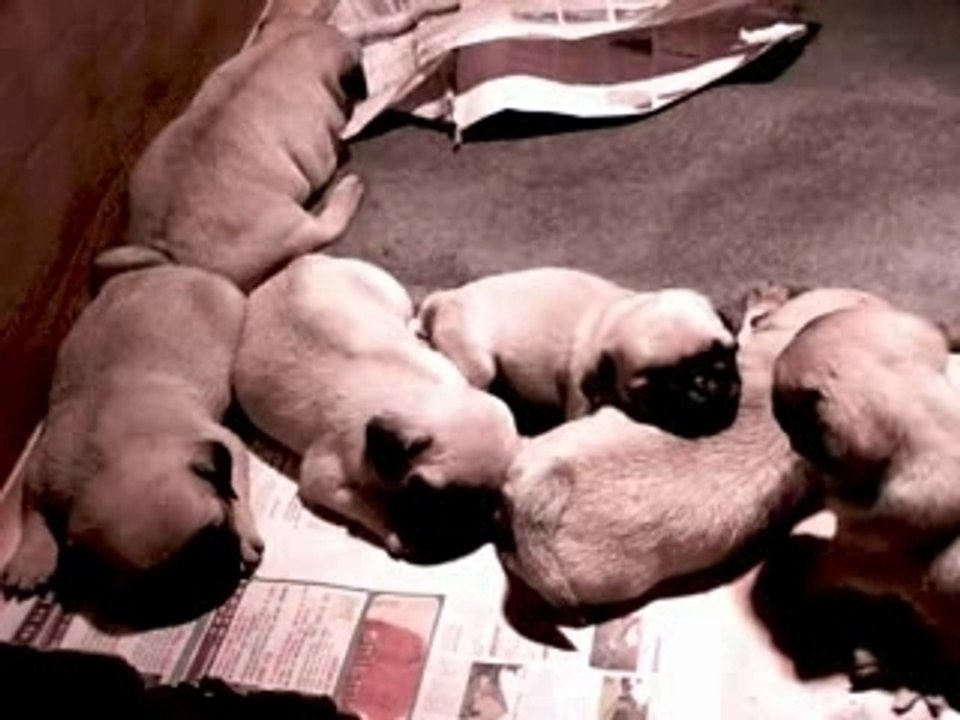 dreamlander chiot carlin 2007