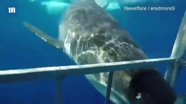 Un grand requin blanc entre dans la cage d'un plongeur