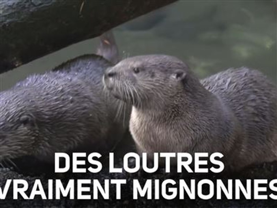 Ces petites loutres s'amusent avec leur maman !