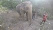 Asian Elephant - Elephant Nature Park - Chiang Mai, Thailand