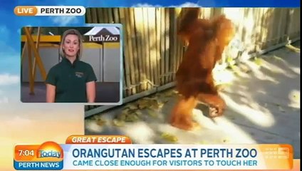 Orangotango salta vedação para salvar a sua cria