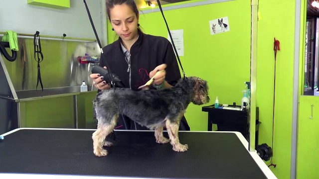 Barcelonnette : chiens et chats se refont une beauté au salon de toilettage Attrape poils