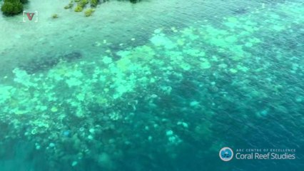 Nearly A Third Of The Great Barrier Reef Has Died