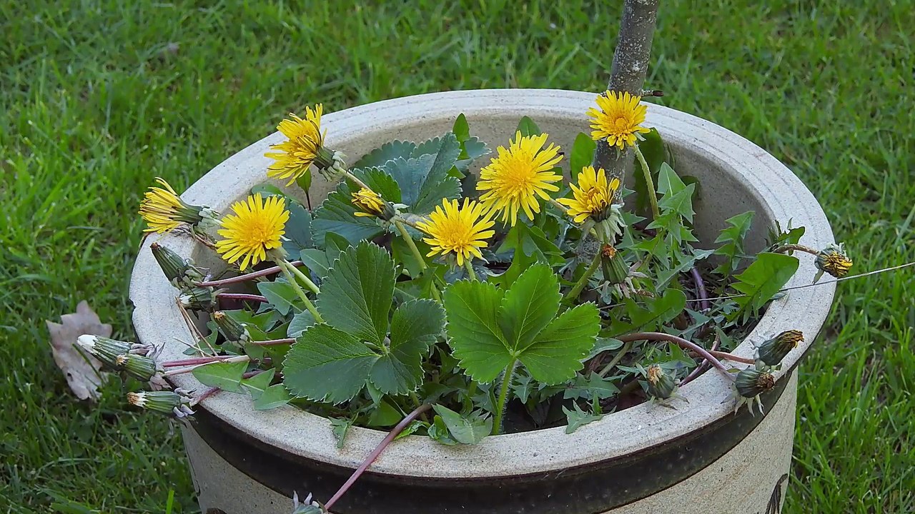 TIMELAPSE - Dandelions going to sleep