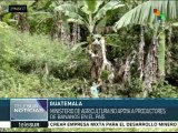 Guatemala: comunidad bananera denuncia falta de apoyo gubernamental