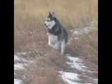 Hopping Husky Leaps Around Snow-Covered Field
